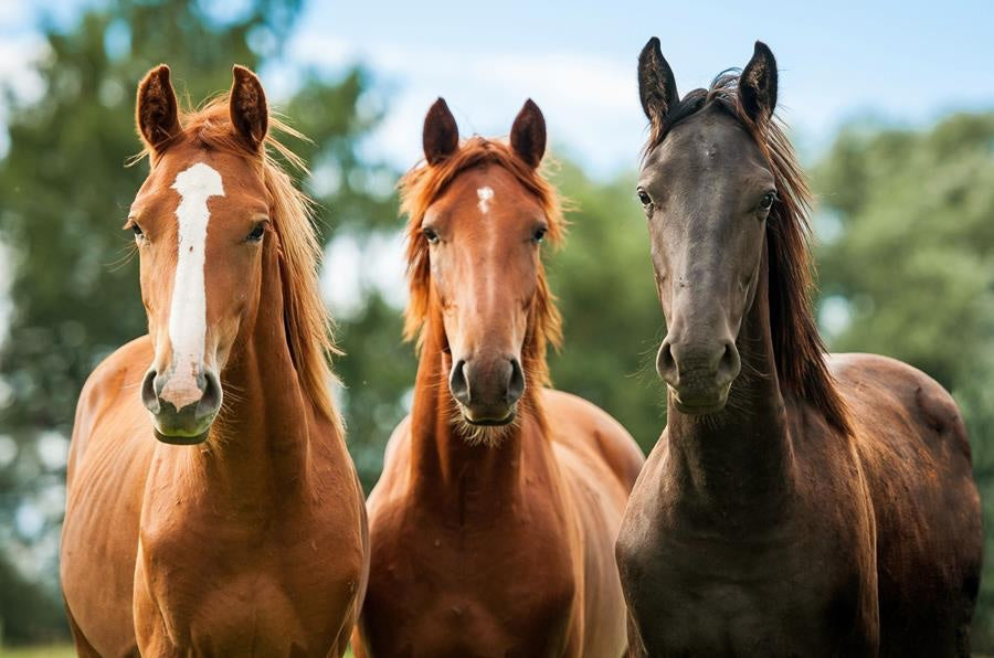 horses in a group