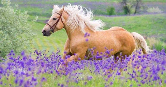 Abscesses in Horses- Lavender Can Help