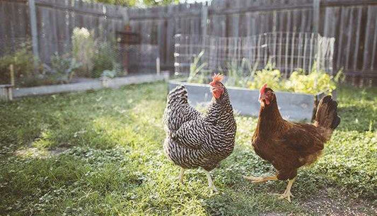 How to Raise Chickens