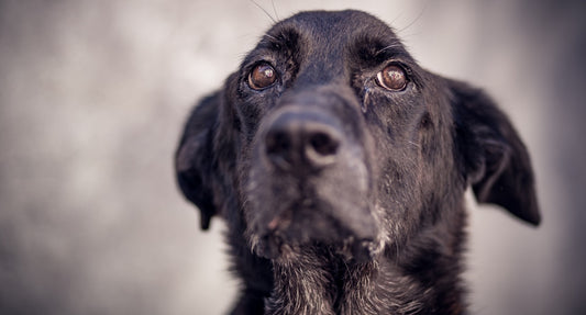 The Power of Anti-Inflammatory Herbs: Natural Pain Relief for Horses and Dogs with Arthritis or Other Inflammatory Conditions