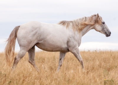 Horse Allergies - Natural Remedies That Work