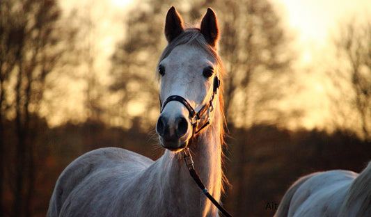 Balancing Act: Managing Your Mare’s Hormonal Health