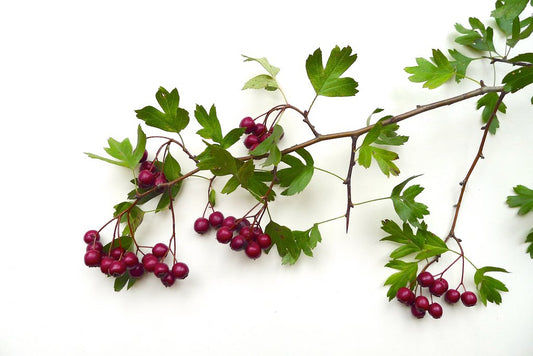 Hawthorn For Horses