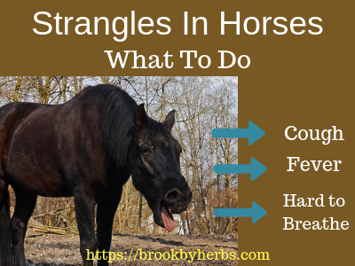 Strangles in Horses - What To Do