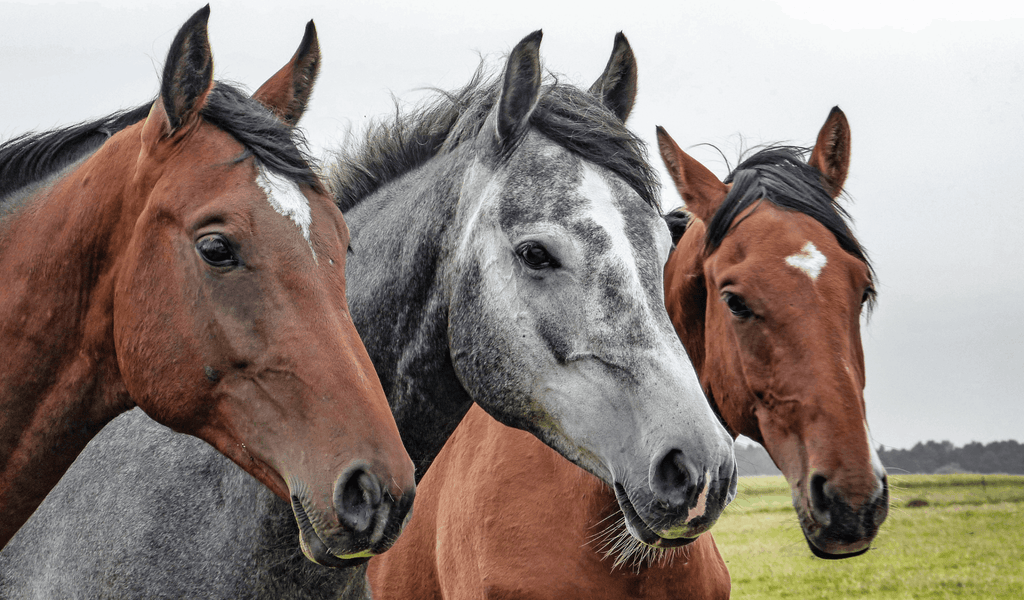 Addressing Behavioural Issues in Horses with Herbal Remedies