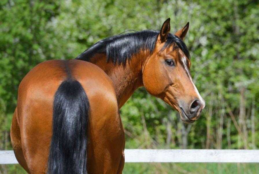 Best Insect Repellants for Horses