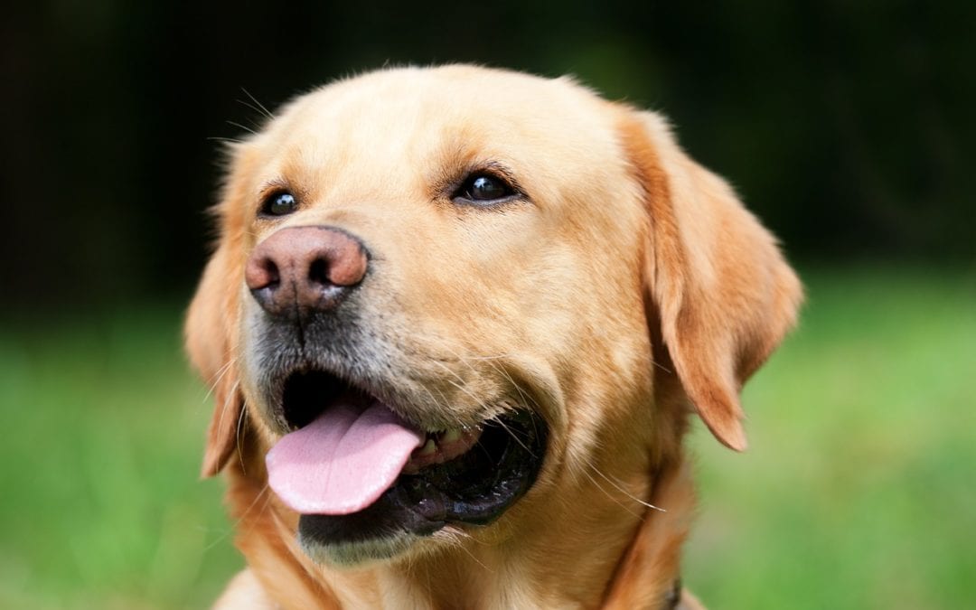 dog arthritis