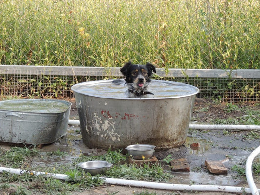 Keep Your Pooch Cool This Summer.