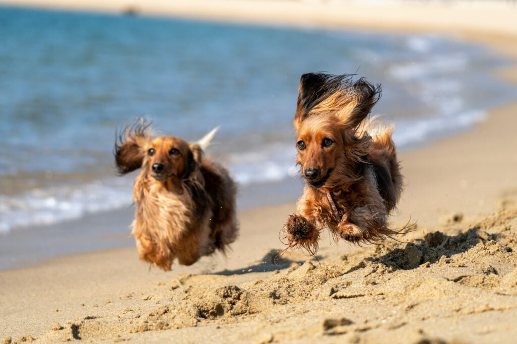 dogs in summer