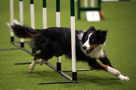 Agility in Dogs Can be Improved with Natural Herbs