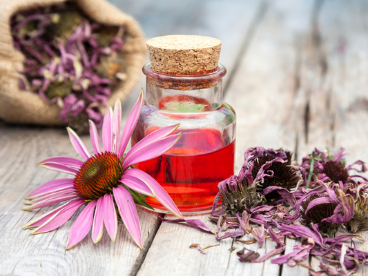 Echinacea: an aid on fighting infections in horses