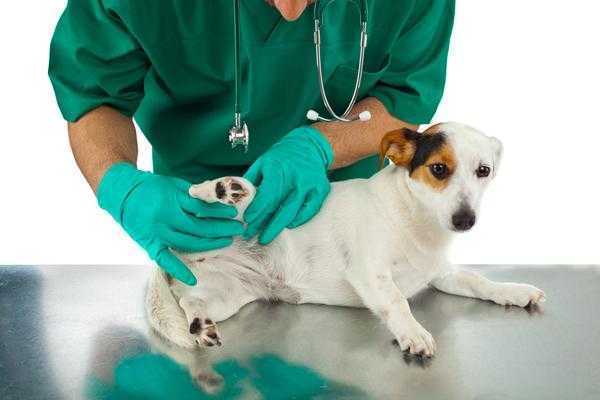 Hip Dysplasia in Dogs