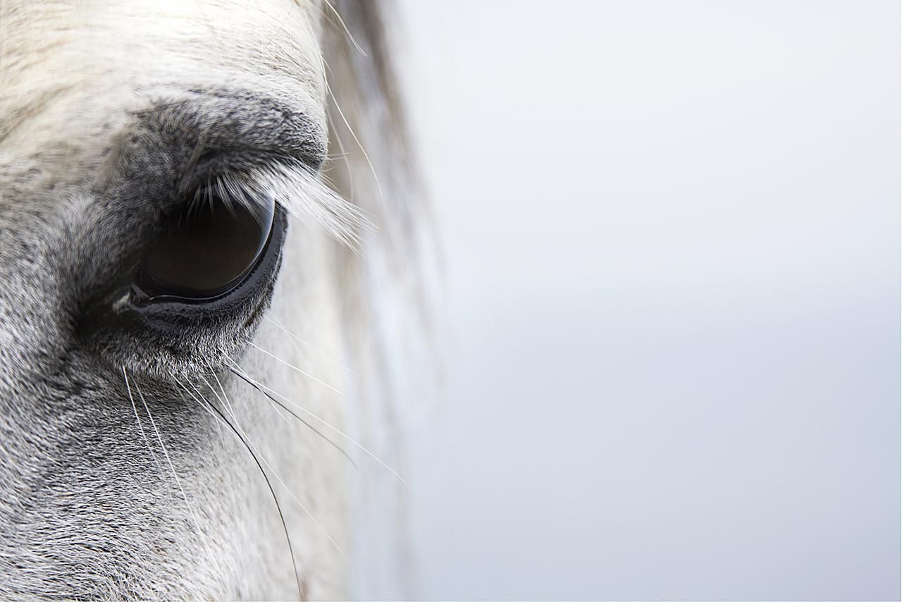 Seasonal Conjunctivitis in Horses: Causes, Symptoms and Treatments