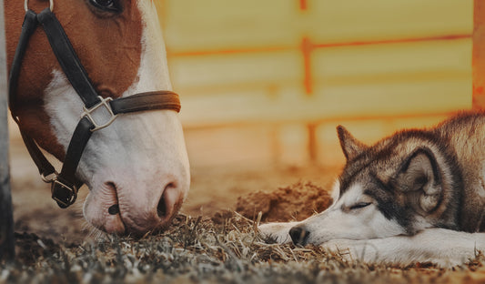 Navigating the Seasonal Shift: Protecting Our Horses and Dogs Through Autumn and Winter