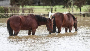 How to Care for Horses During a Flood