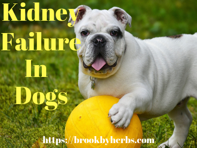 Kidney Failure in Dogs