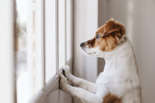 How To Treat Separation Anxiety In Dogs