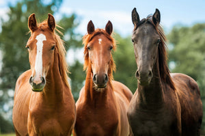 How the Transition from Summer to Autumn can Affect Your Horse