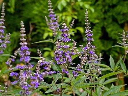Chaste Tree berry for horses