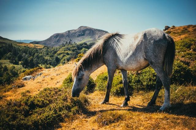 What to give a horse with a cough