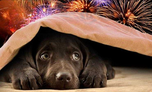 Pets and Fireworks-How to soothe your pets nerves naturally at Guy Fawkes