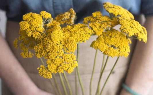 Yarrow -A Herbal Alternative