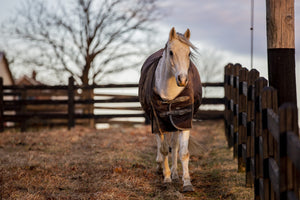 Protecting Your Horse from Wind Chill