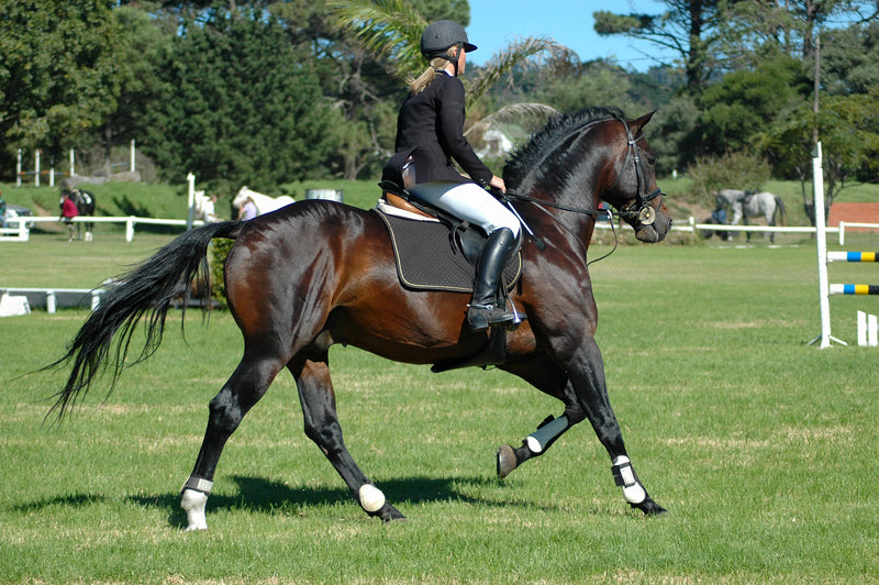 Calming Supplements For Horses, Hormonal Mares Horse Calmers
