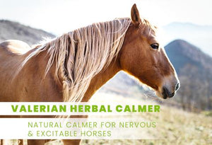 Valerian Herbal Calmer (concentrated liquid) For Horses