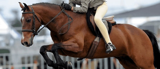 horse jumping