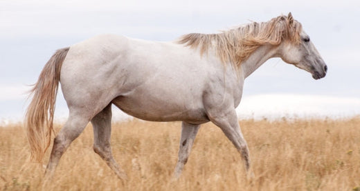 Herbs for Stress Relief and Relaxation: Explore Calming Herbs and How to Use Them Effectively for Horses