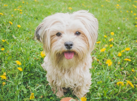 Four naturally calming herbs for dogs
