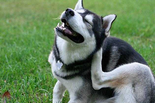 Dog skin irritation. Is it driving you crazy?