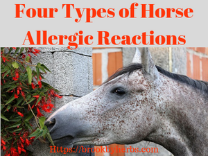 Four Types of Horse Allergic Reactions