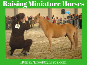 Raising Miniature Horses