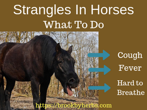 Strangles in Horses - What To Do