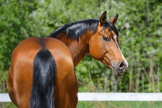 Best Insect Repellants for Horses