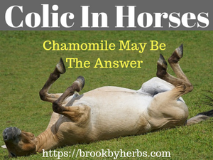Chamomile for Colic In Horses
