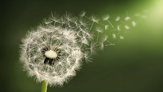 Using Herbal Remedies to Help Our Animals Cope with Spring Winds