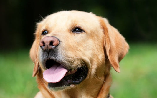 dog arthritis