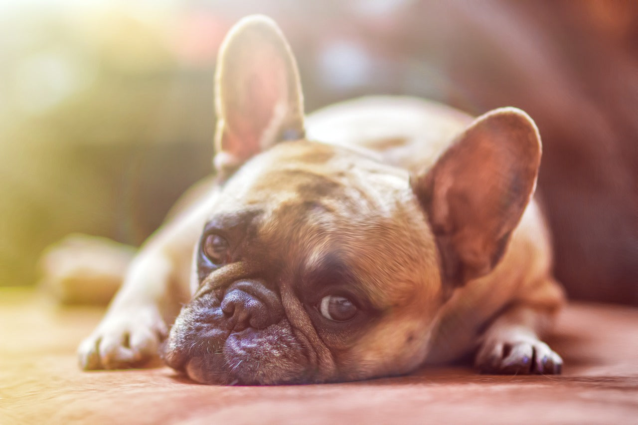 Heat Stroke in Dogs - What You Should Know