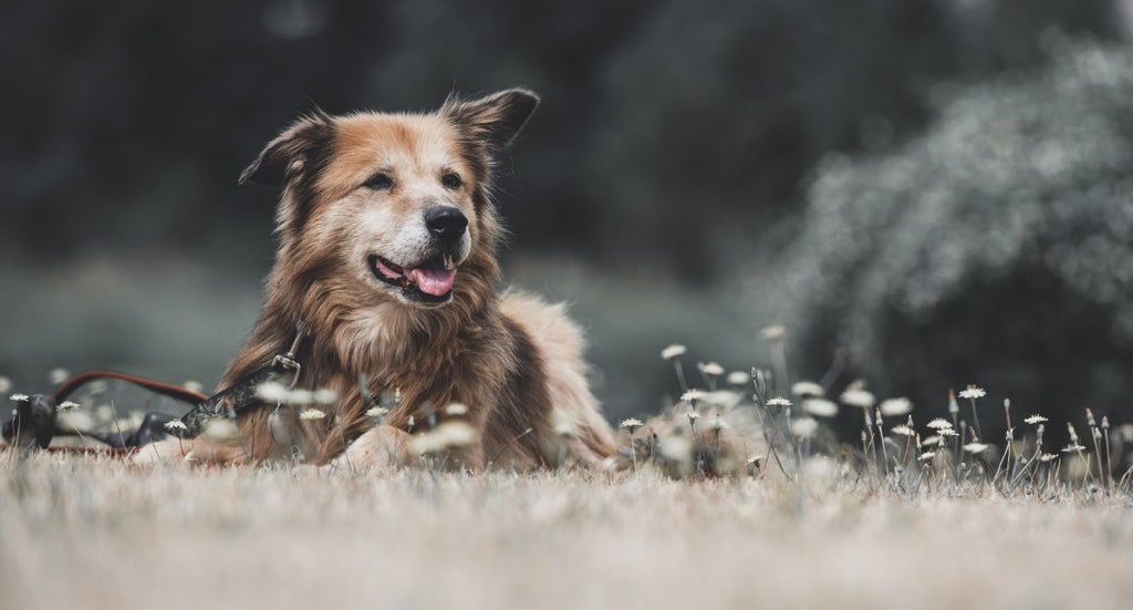 Guide to Easing Your Dog's Anxiety Naturally