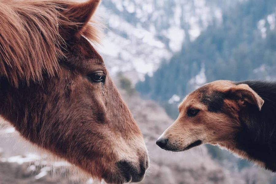 Horse and dog