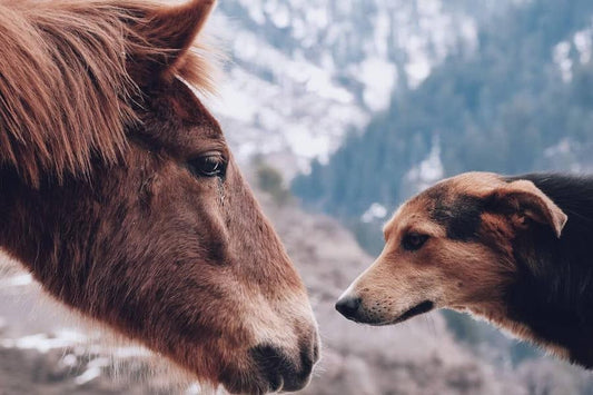 Horse and dog