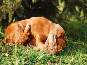 Dog Skin Problems That Cause Itching