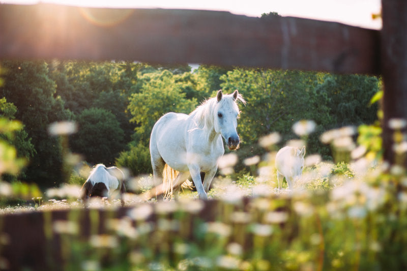 Springs most common allergens and how they can affect our animals