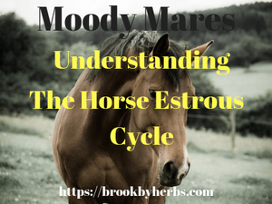 Understanding the Mare Horse Estrous Cycle