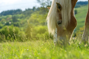 Managing the Effects of Spring Grass and Preventing the Onset of Laminitis