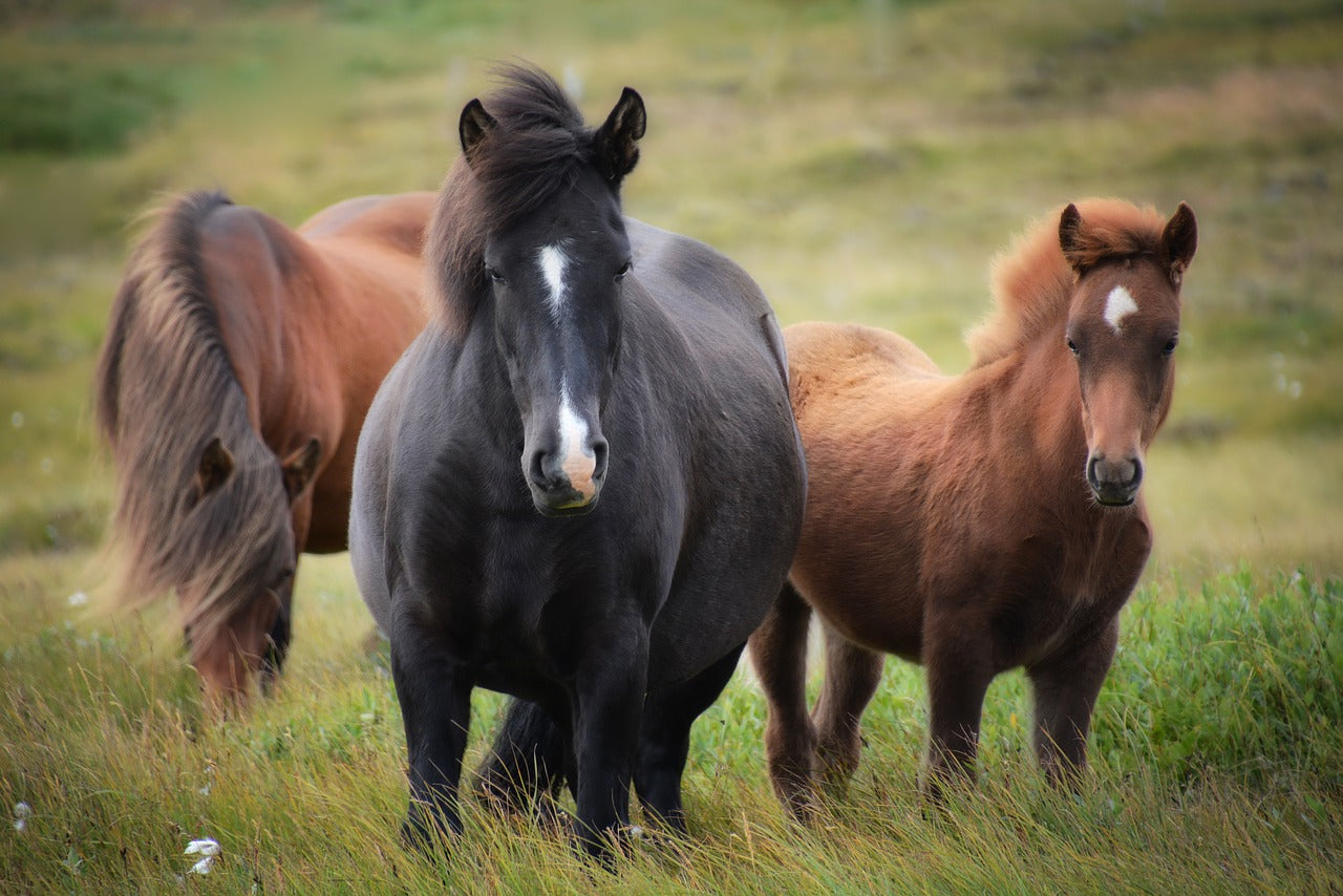 Horse Breeds with Genetic Problems That May Need Supplements
