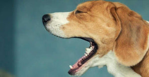 Kennel Cough Herbal Remedies (Full Guide)